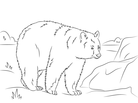 Walking American Black Bear Coloring Page